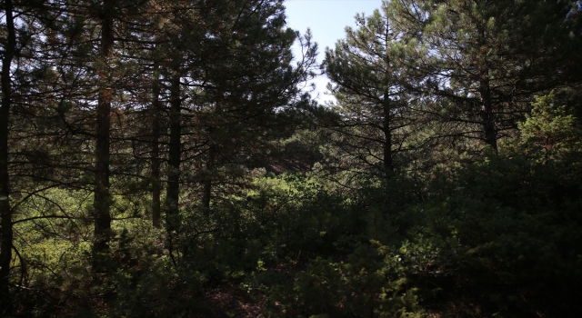 Eskişehir’de orman yangınlarını önlemek için özel ekip oluşturuldu