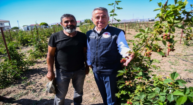 İl Tarım ve Orman Müdürü Şahin’den ahududu yetiştiriciliği önerisi