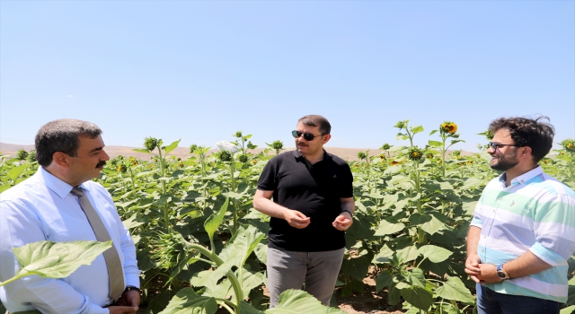 Venedik’te devlet sanatçısı olarak görev yapan Sivaslı tenor, ayçiçeği tarlasında arya söyledi