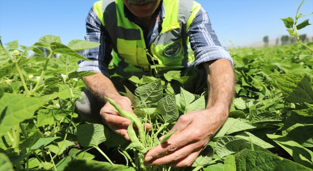 Talas Belediyesinin desteğiyle 1600 dekar araziye baklagil ekimi yapılıyor