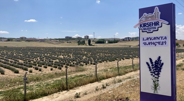 İç Anadolu’nun bozkırında ”örnek bahçeler” ile lavanta kültürü aşılanıyor