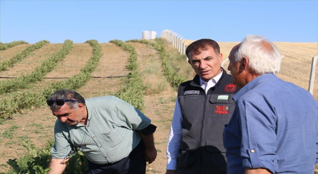 Kırşehir’de deneme ekimi yapılan aronyanın hasadına başlanıyor