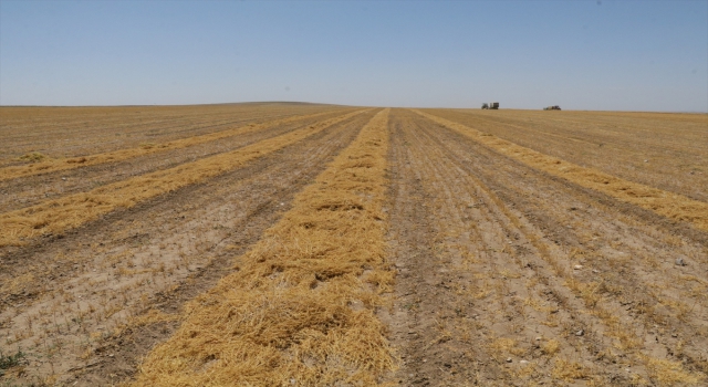 Yozgat’ta kuraklığa rağmen yeşil mercimekte verim düşmedi