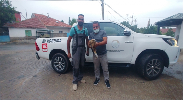 Kayseri’de kanadından yaralanan şahin tedavi altına alındı