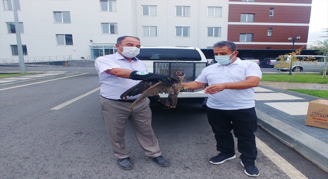 Kayseri’de yaralı bulunan doğan tedavi altına alındı