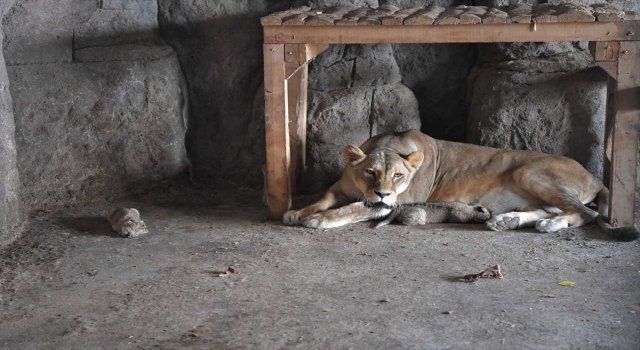 Kayseri’deki hayvanat bahçesinde 2 yavru aslan dünyaya geldi