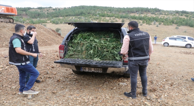 Yozgat’ta 710 kök Hint keneviri ele geçirildi
