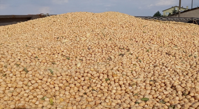 Beypazarı’nda nohut hasadı başladı