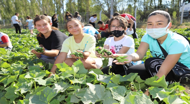 Çubuk’ta sporcuların yetiştirdiği sebzeler, ihtiyaç sahiplerine dağıtılıyor