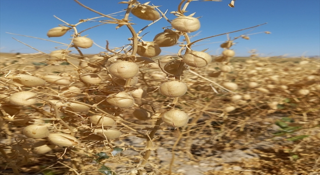 Beypazarı’nda nohut hasadı başladı