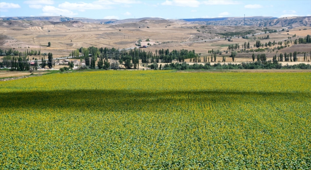 Sivas’ta ayçiçeği tarlaları sarı ve yeşil tonlarıyla görsel şölen sunuyor