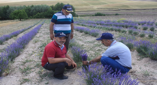 Yozgat’ta deneme amaçlı ekimi yapılan lavantanın hasadı yapıldı