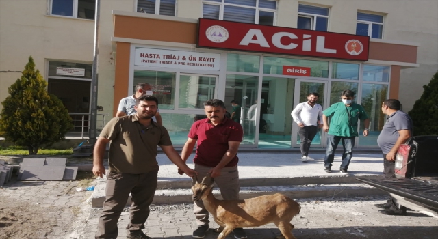 Kayseri’de hasta yaban keçisi koruma altına alındı