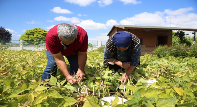 Kayseri’de üretilen ata tohumları Türkiye’nin dört bir yanında yeşeriyor