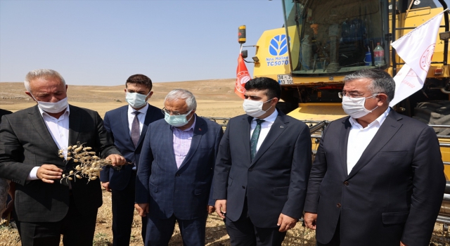 Gürün’de nohut hasadı yapıldı