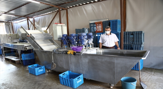 Çubuk’ta turşu üreticileri denetlendi