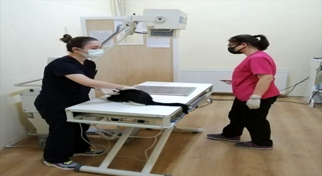 Belediye Başkanı Solak’ın yaralı haldeyken tedavi ettirdiği kediyi Almanya’da bir aile sahiplendi