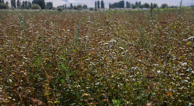 Kayseri’de ilk kez üretilen karabuğday hasat edildi 