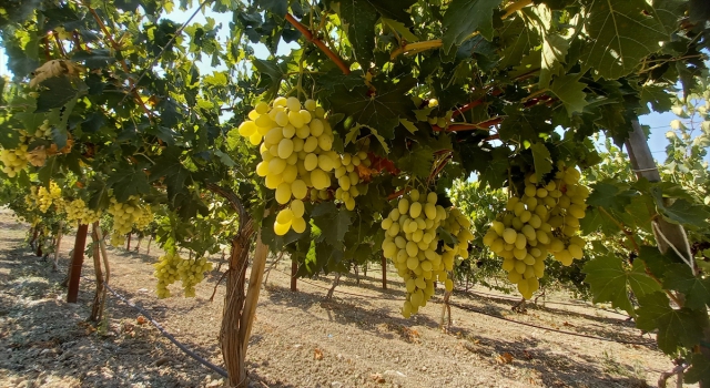 Beypazarı’nda ihtiyaç sahibi ailelerin meyve sebzeleri belediyenin bahçesinden karşılanıyor