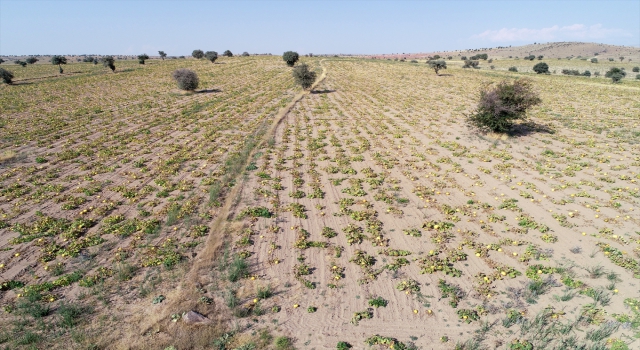 Kayseri’de çerezlik kabak çekirdeğinden yüksek rekolte bekleniyor