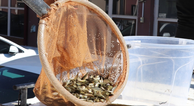 Sivas’ta göl ve göletlere 678 bin sazan yavrusu bırakıldı