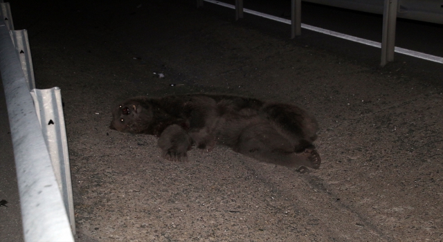 Sivas’ta otomobilin çarptığı ayı telef oldu
