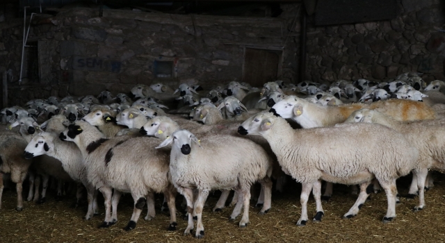 Akkaraman koyunları üreticisine yüzde 22 gelir artışı sağladı