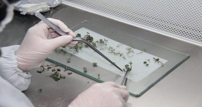 Patates üreticilerine yerli tohum...