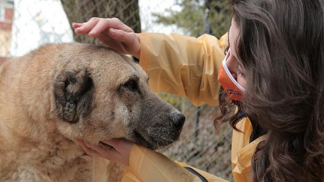 Eti Benim’O’nun Sokak Hayvanları için Başlattığı “BenimDostumO” Projesi İkinci Yılında!