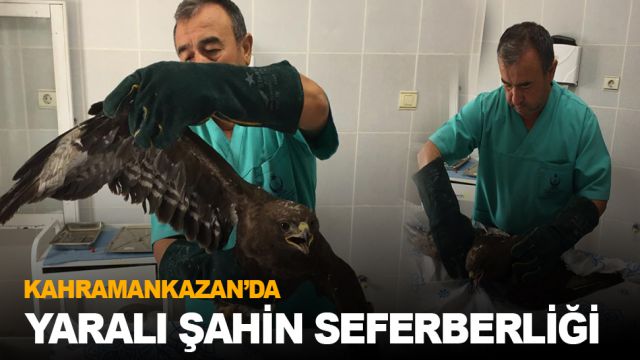 Kahramankazan Belediyesi silahla vurulan şahin için seferber oldu