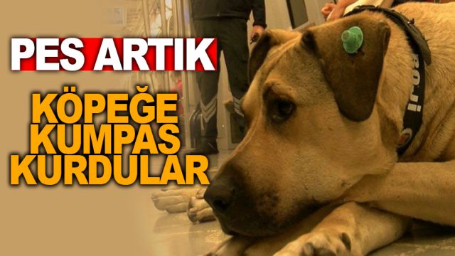 KÖPEĞE KUMPAS KURDULAR