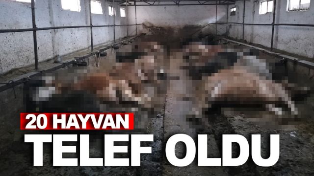 Polatlı'da 20 hayvan telef oldu