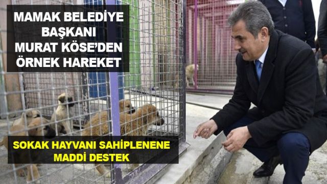 Başkan Murat Köse'den sokak hayvanları için büyük destek!