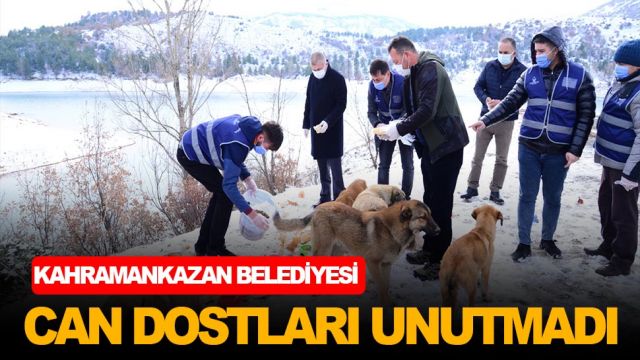 Sevimli dostlarımız İzlanda kışında da unutulmadı