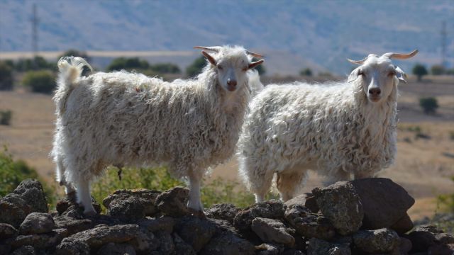 Beypazarı'nda kooperatif geçen yıl 34 ton tiftik aldı