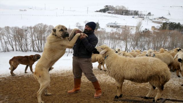 Kangal köpeği ve koyunu aynı merkezde yetiştiriliyor