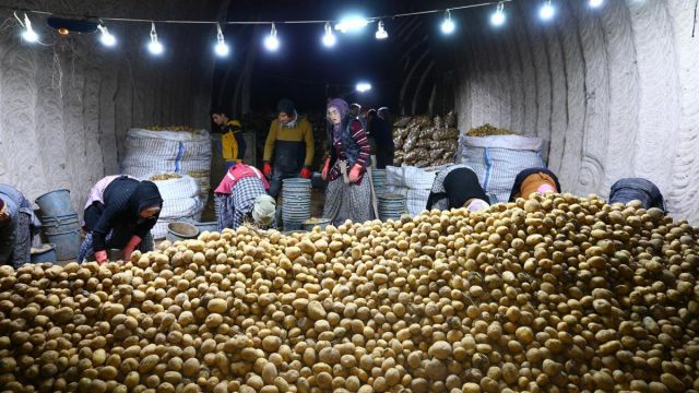 Kapadokya'dan günlük binlerce ton patates iç ve dış piyasaya sevk ediliyor