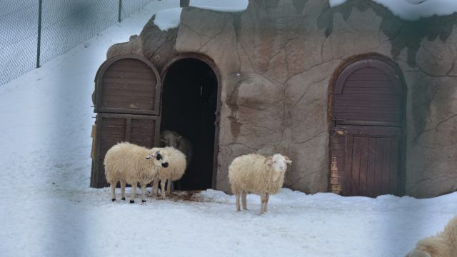 KAR ALTINDA DOĞAL YAŞAM