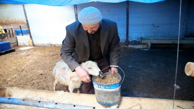 Kentten köye göç edip devlet desteğiyle hayvancılığa başladı