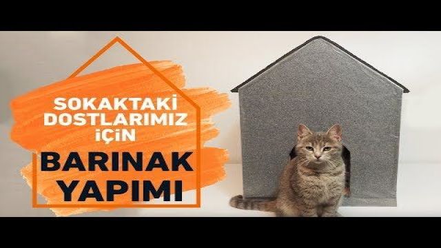 Koçtaş, sokak hayvanlarını ısıtacak pratik kulübe yapımı önerileri paylaştı