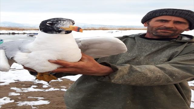 Konya'da ağlara takılı kalan martıyı balıkçı kurtardı