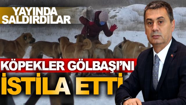 KÖPEKLER GÖLBAŞI'NI İSTİLA ETTİ!