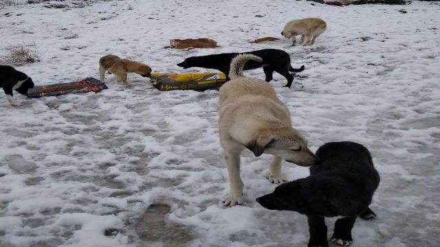 Pursaklar Belediyesi sokak hayvanlarına mama desteğini sürdürüyor