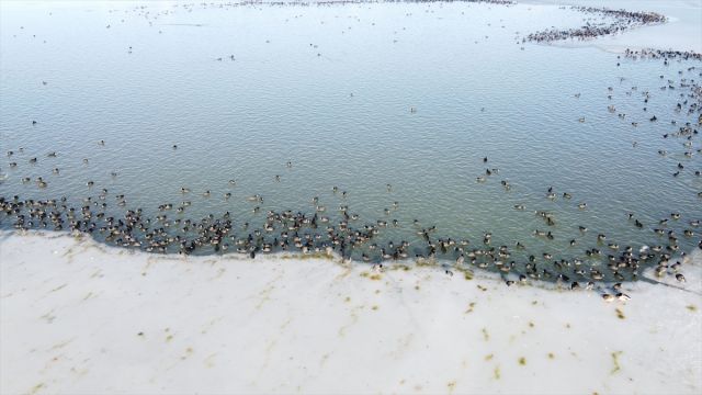 Sakar mekeler, donan Beyşehir Gölü'nde hayata tutunmaya çalışıyor