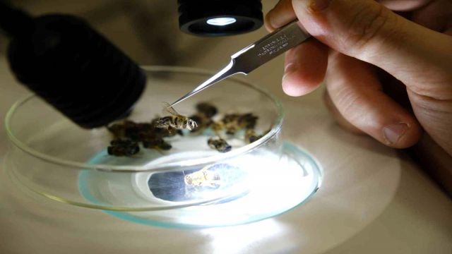 Sivas'ta, arı hastalıklarına teşhis konuluyor