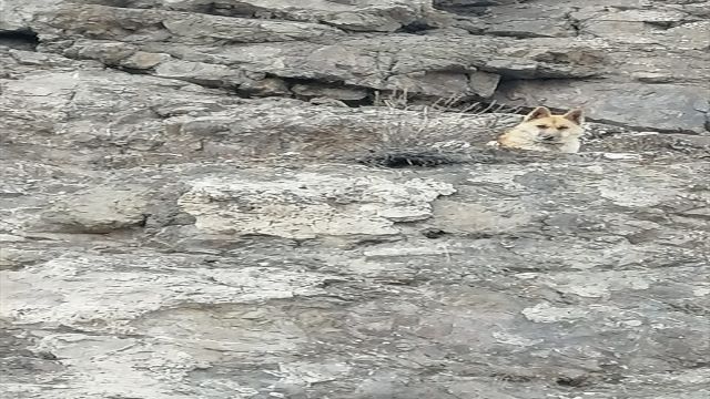 Sivas'ta kayalıklarda mahsur kalan köpek kurtarıldı