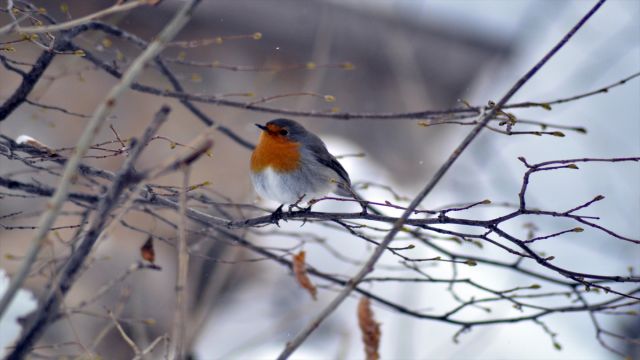 Türkiye'de bu kış "dağ ispinozu" daha fazla görüldü