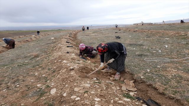 Kırşehir'de bu yıl 600 bin fidan toprakla buluşturulacak
