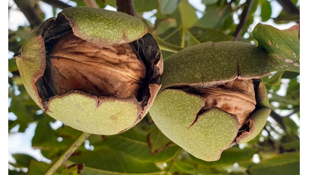Türkiye’nin ilk ceviz konferansı 29 Eylül’de!