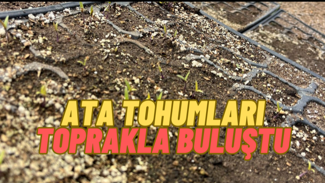 Toprakla Buluşan Tohumlar Mamak’ta Geleceğe Kök Salıyor